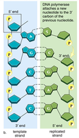 Synthesis of new DNA strand