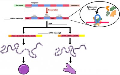 Spliceosome removes introns, alternative splicing