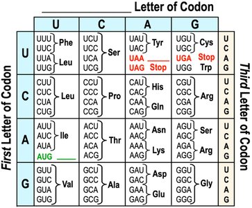 Genetic code table: codons to amino acids