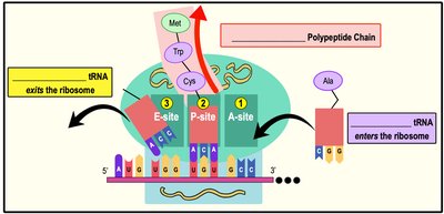 Ribosome tRNA binding sites: A, P, E