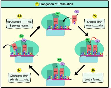 Initiation of translation: ribosome and tRNA binding
