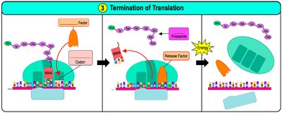 Termination of translation: release of polypeptide