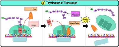 Termination of translation: release of polypeptide