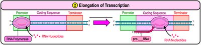 Elongation of transcription: RNA polymerase synthesizing RNA