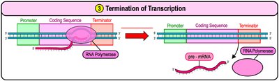 Termination of transcription: release of pre-mRNA