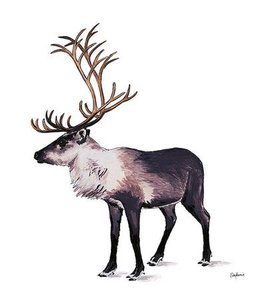 Illustration of a reindeer