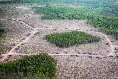 Habitat fragmentation example