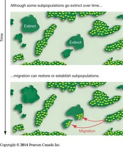 Wetland habitat fragmentation
