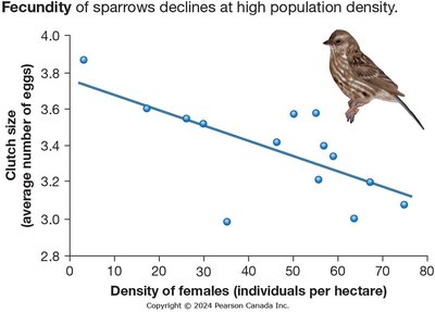 Fecundity of sparrows declines at high population density