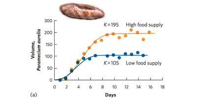 Effect of resource availability on carrying capacity in Paramecium