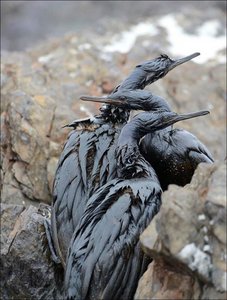 Birds affected by a density-independent event (oil spill)