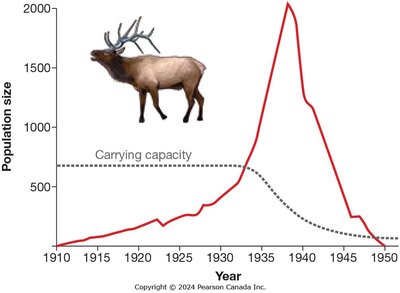 Reindeer population overshoot and crash