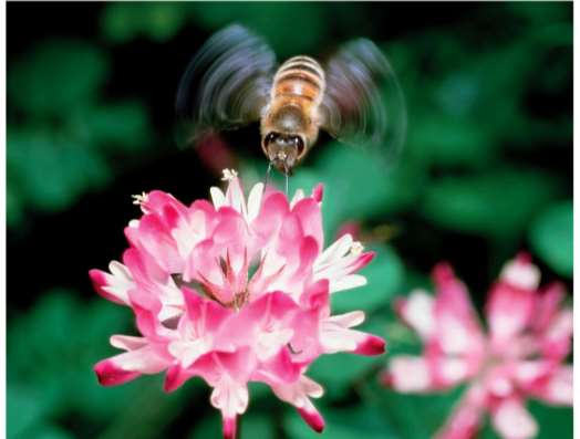 Bee pollinating a flower as an example of mutualism