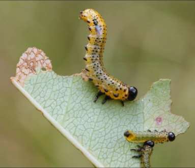 Endoparasites: parasites that live inside their host