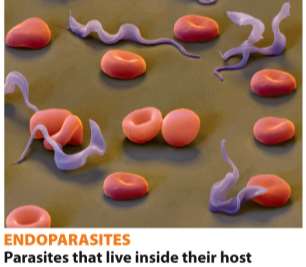 Ectoparasites: parasites that live on their host