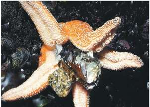 Sea star as a keystone species
