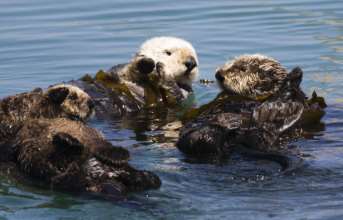 Sea otters protect kelp forests from sea urchins