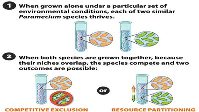 Diagram showing competitive exclusion and resource partitioning in Paramecium