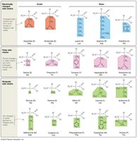 The 20 major amino acids found in organisms