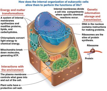 Internal organization of a eukaryotic cell