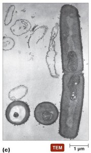 SEM, TEM, and cryo-EM images