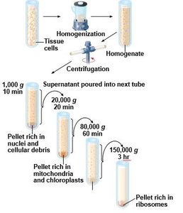 Differential centrifugation process