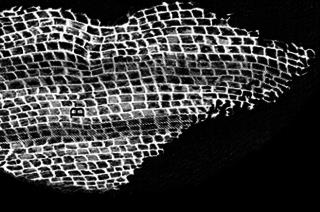 Cork cells as seen under a microscope