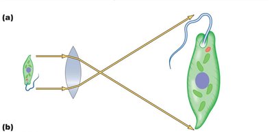 Light path through a convex lens