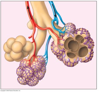 Alveoli and capillaries in the lung