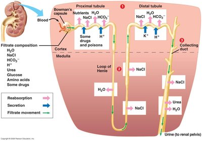 Nephron structure and function