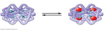 Hemoglobin binding and releasing oxygen