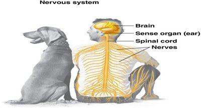 Nervous system in human and dog
