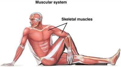 Muscular system and skeletal muscles