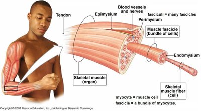 Structure of skeletal muscle
