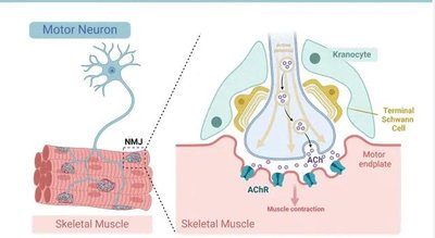 Motor neuron and neuromuscular junction