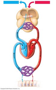 Circulatory system showing oxygen and carbon dioxide transport