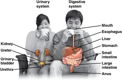 Urinary and digestive system organs