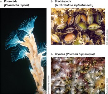 Examples of Phoronida, Brachiopoda, and Bryozoa