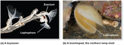 Bryozoan and brachiopod with labeled lophophore
