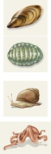 Representative mollusk classes