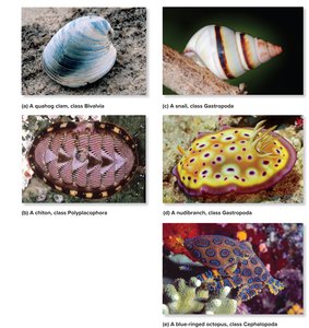 Examples of mollusk diversity