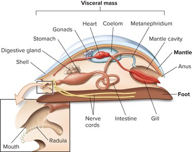Open circulatory system in mollusks