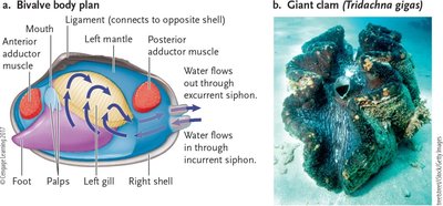 Bivalve body plan and giant clam