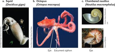 Cephalopod diversity: squid, octopus, nautilus