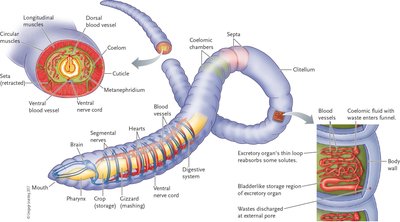 Earthworm anatomy
