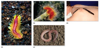 Diversity of annelids: errantia, tube worms, earthworms, leeches