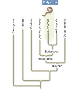 Ecdysozoa phylogeny highlighting Nematoda and Arthropoda