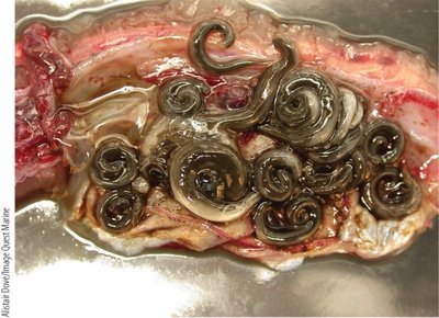 Nematode anatomy