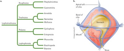 Phylogenetic relationships within Lophotrochozoa and diagram of a trochophore larva