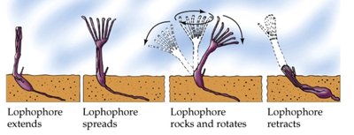 Lophophore feeding structure in action